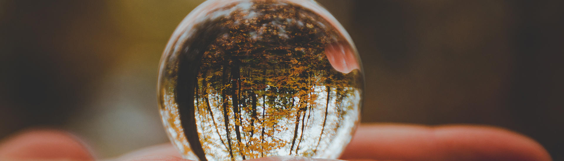 forêt dans une bulle