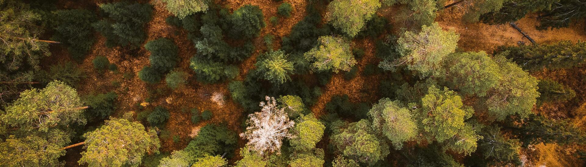 foret, déforestation 