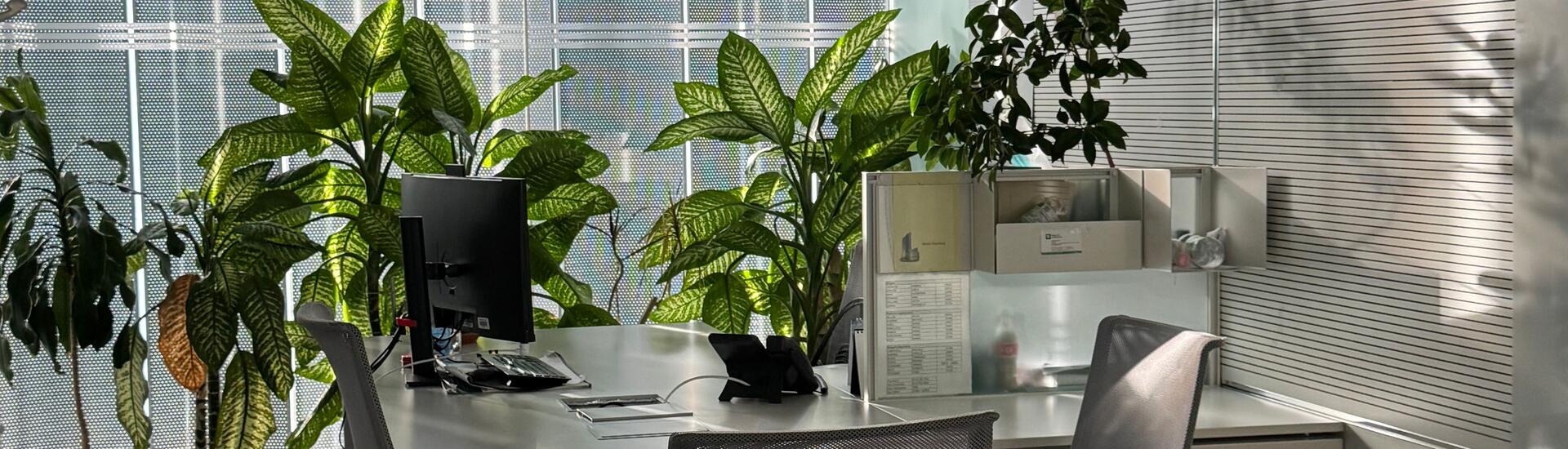 bureau, plante, webinaire