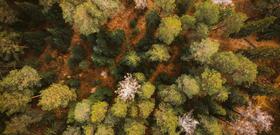 foret, déforestation 