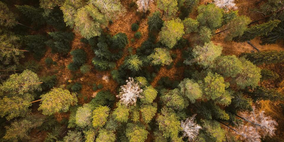 forêt, biodiversité