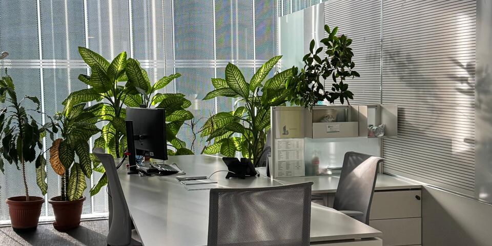 bureau, plante, webinaire
